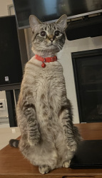 Reunited Female Cat last seen Eva and Railroad, Durham, NC 27701