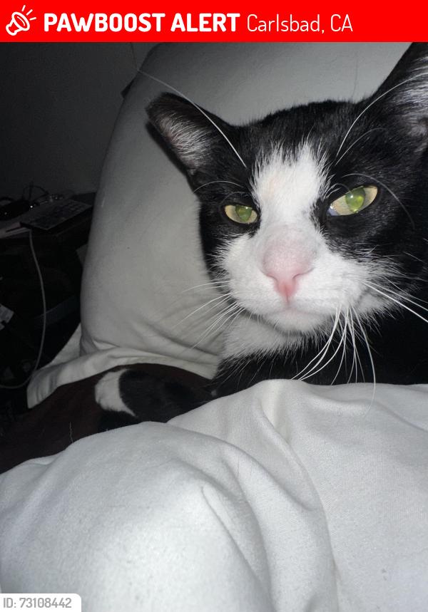 Lost Male Cat last seen Near Laguna dr, Carlsbad, CA, Carlsbad, CA 92008