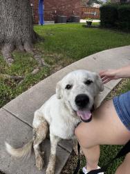 Found/Stray Male Dog last seen Carrollton, Carrollton, TX 75011