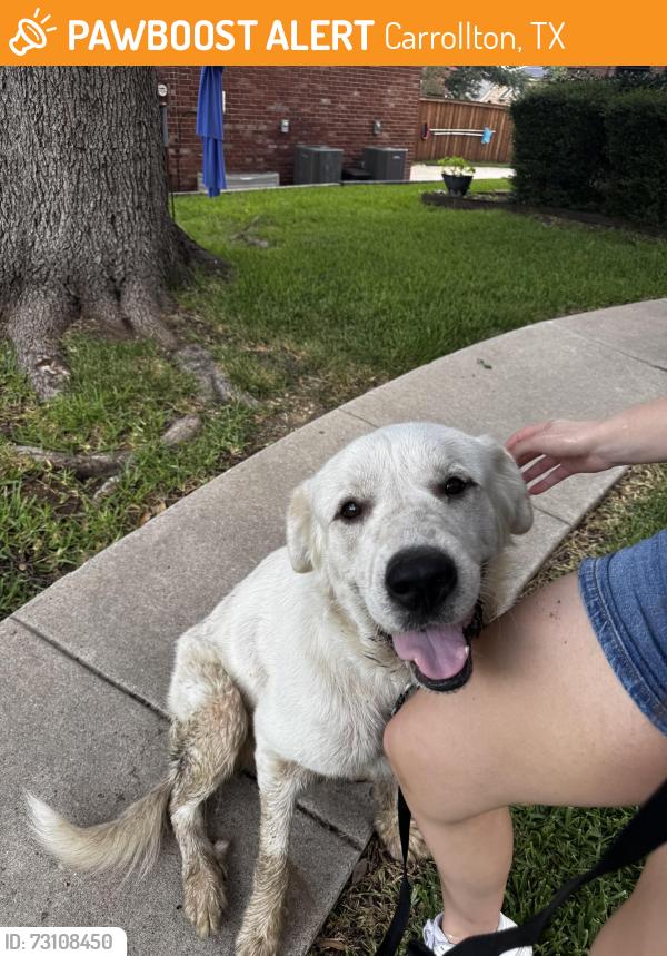 Found/Stray Male Dog last seen Carrollton, Carrollton, TX 75011