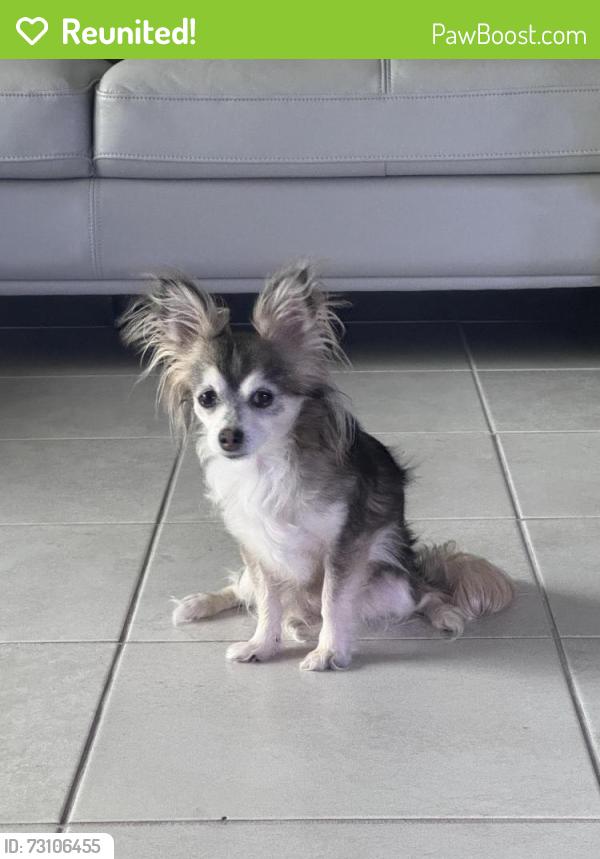 Reunited Female Dog last seen Bulbine Meadow tl, Cypress, TX 77429