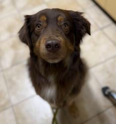 Shelter Stray Male Dog last seen SE Division St & SE 92nd Ave, PORTLAND, OR, 97266, 1700 W Historic Columbia River Hwy, Troutdale, OR 97060, USA