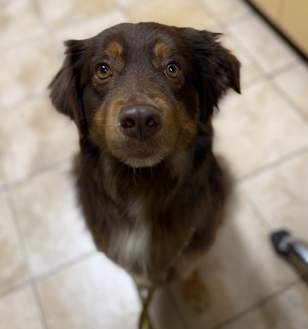 Shelter Stray Male Dog last seen SE Division St & SE 92nd Ave, PORTLAND, OR, 97266, 1700 W Historic Columbia River Hwy, Troutdale, OR 97060, USA