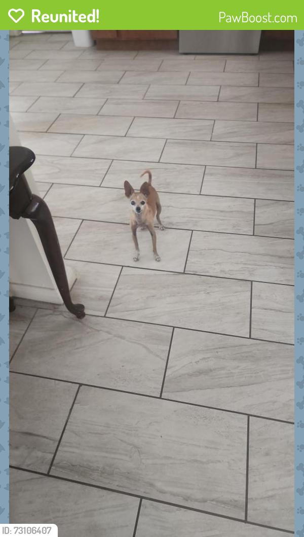Reunited Female Dog last seen 34th ave and cammelback, Phoenix, AZ 85017