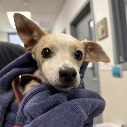 Shelter Stray Male Dog last seen Near Dominguez Way, El Cajon, CA, 92021, 5500 Gaines St, San Diego, CA 92110, USA