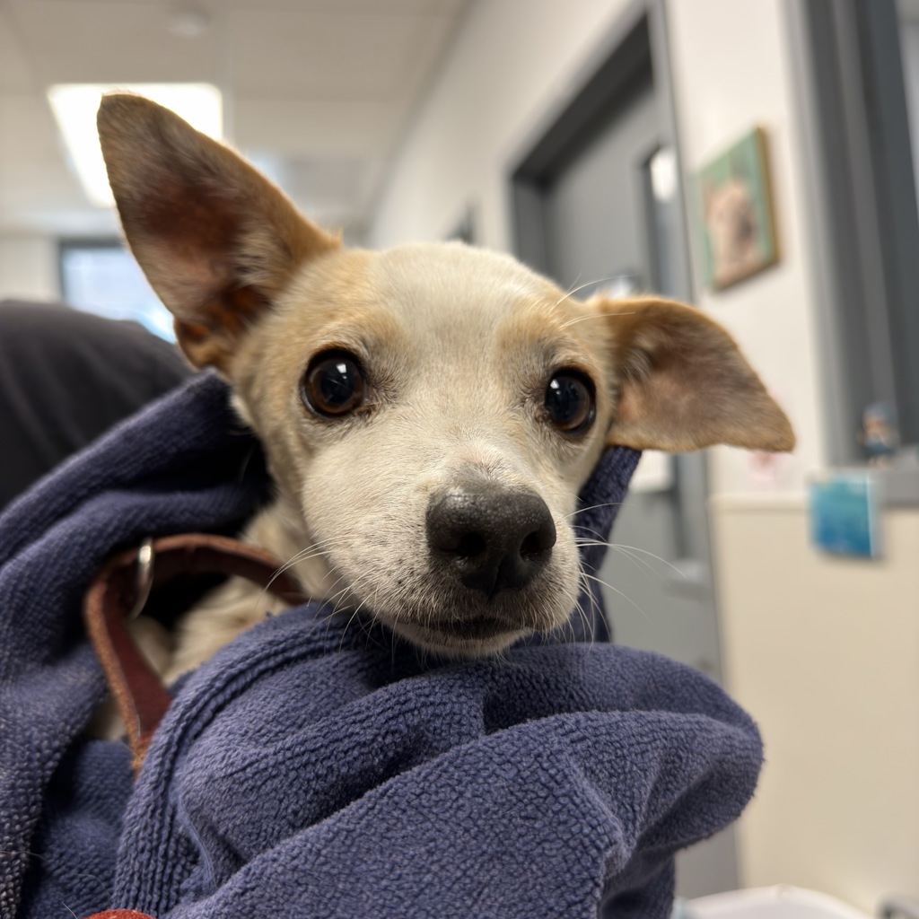 Shelter Stray Male Dog last seen Near Dominguez Way, El Cajon, CA, 92021, 5500 Gaines St, San Diego, CA 92110, USA