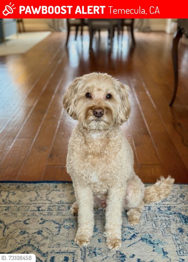 Lost Male Dog last seen Pine circle, Temecula, CA 92592