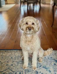 Lost Male Dog last seen Pine circle, Temecula, CA 92592