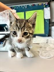 Shelter Stray Male Cat last seen Near E 7615 S, Midvale, UT, 84047, 511 W 3900 S, Salt Lake City, UT 84123, USA