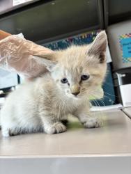 Shelter Stray Male Cat last seen Near E 7615 S, Midvale, UT, 84047, 511 W 3900 S, Salt Lake City, UT 84123, USA