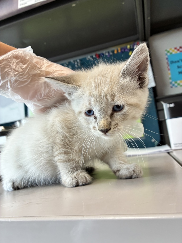 Shelter Stray Male Cat last seen Near E 7615 S, Midvale, UT, 84047, 511 W 3900 S, Salt Lake City, UT 84123, USA