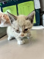 Shelter Stray Male Cat last seen Near E 7615 S, Midvale, UT, 84047, 511 W 3900 S, Salt Lake City, UT 84123, USA