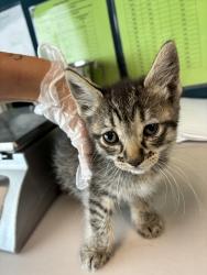 Shelter Stray Female Cat last seen Near E 7615 S, Midvale, UT, 84047, 511 W 3900 S, Salt Lake City, UT 84123, USA