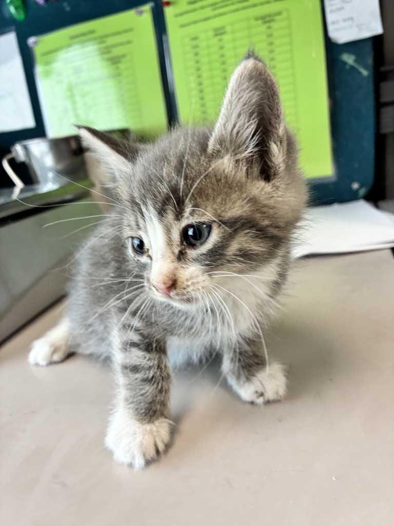 Shelter Stray Male Cat last seen Near E 7615 S, Midvale, UT, 84047, 511 W 3900 S, Salt Lake City, UT 84123, USA