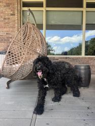 Reunited Male Dog last seen NE 122nd and N sooner rd, Edmond, OK 73013