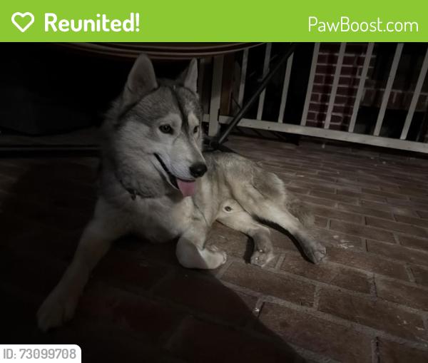 Reunited Male Dog last seen Along Banana Ave and Cherry Ave, Fontana, CA 92337