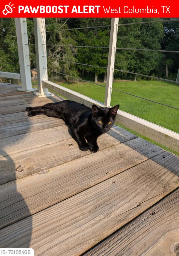 Lost Female Cat last seen Near and County Road 898, West Columbia, TX 77486