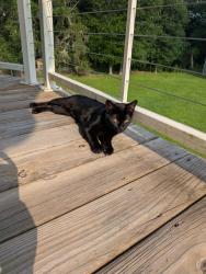 Lost Female Cat last seen Near and County Road 898, West Columbia, TX 77486