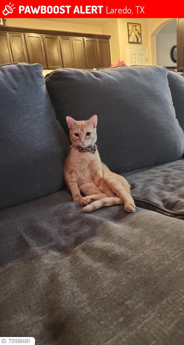 Lost Female Cat last seen Los palmares, Laredo, TX 78045