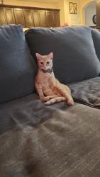 Lost Female Cat last seen Los palmares, Laredo, TX 78045