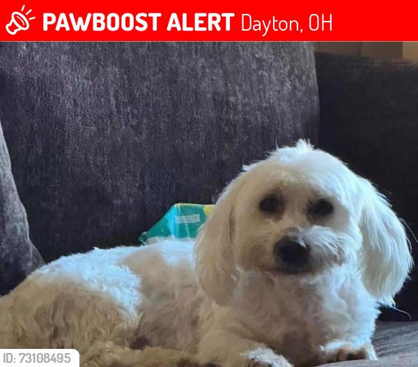 Lost Male Dog last seen Harrison twp, Dayton, OH 45402