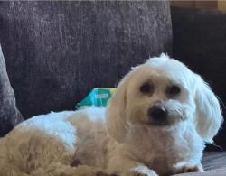 Lost Male Dog last seen Harrison twp, Dayton, OH 45402