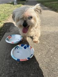 Found/Stray Unknown Dog last seen Promenade boulevard and Alt 90, Stafford, TX 77477