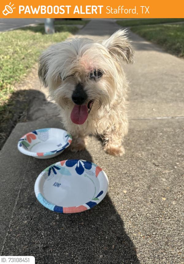 Found/Stray Unknown Dog last seen Promenade boulevard and Alt 90, Stafford, TX 77477