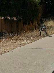 Reunited Unknown Dog last seen Melrose Ave & Talus St, Chula Vista, CA 91911, USA, Chula Vista, CA 91911