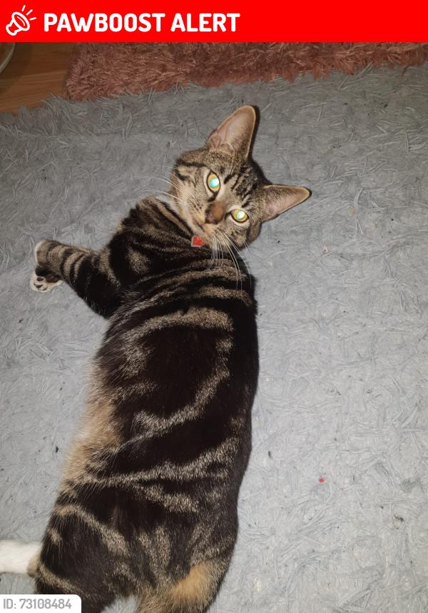 Lost Male Cat last seen Highfield road park, North Northamptonshire, England NN15