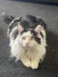 Reunited Male Cat last seen Near Saticoy St, North Hollywood, CA 91605, USA, Los Angeles, CA 91605