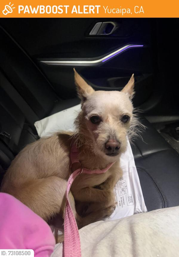 Found/Stray Male Dog last seen Avenue E, Yucaipa, CA 92399