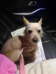 Found/Stray Male Dog last seen Avenue E, Yucaipa, CA 92399