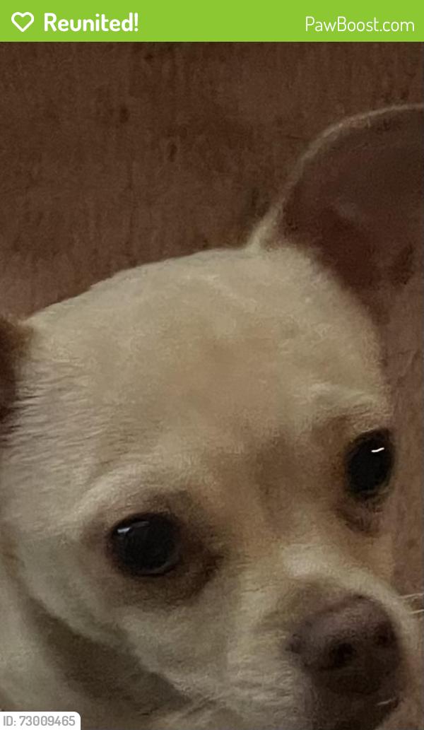 Reunited Unknown Dog last seen Dunn and Wanda, Memphis Tennessee, Memphis, TN 38117