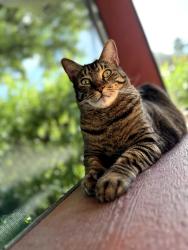Lost Male Cat last seen Near barrymore ct, Orlando, FL 32835