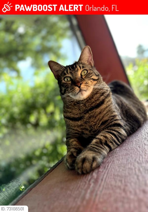 Lost Male Cat last seen Near barrymore ct, Orlando, FL 32835