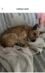 Reunited Female Dog last seen County road 211, Danbury, TX 77534