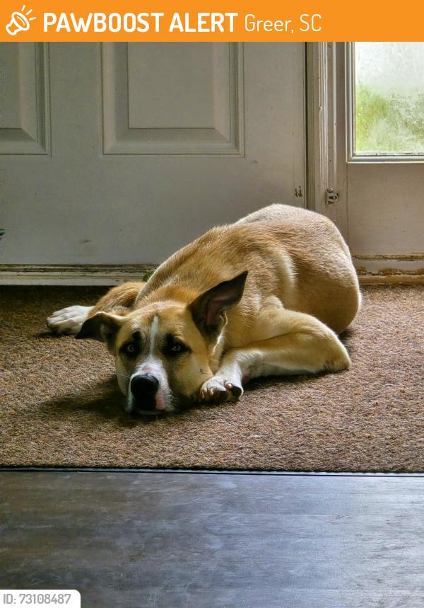 Found/Stray Male Dog last seen Shelburne Farms, Greer, SC 29650