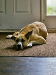 Found/Stray Male Dog last seen Shelburne Farms, Greer, SC 29650