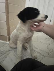 Found/Stray Female Dog last seen Holiday gardens Irondale, Irondale, AL 35210
