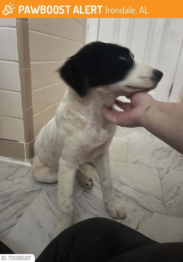 Found/Stray Female Dog last seen Holiday gardens Irondale, Irondale, AL 35210