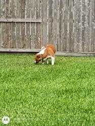 Found/Stray Unknown Dog last seen Klein Church and Spring Cypress, Spring, TX 77379