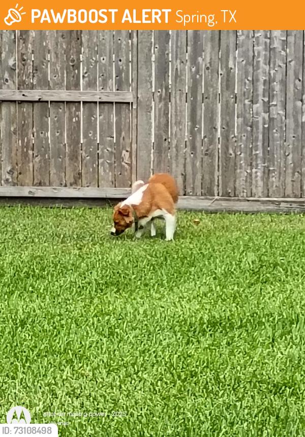 Found/Stray Unknown Dog last seen Klein Church and Spring Cypress, Spring, TX 77379