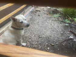 Found/Stray Male Dog last seen Canal st, Houston, TX 77003