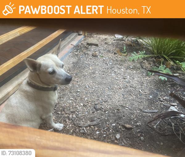 Found/Stray Male Dog last seen Canal st, Houston, TX 77003
