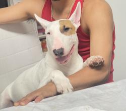 Reunited Male Dog last seen Near and mingo, Tulsa, OK 74146