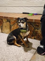 Found/Stray Male Dog last seen Edison middle school, Green Bay, WI 54302