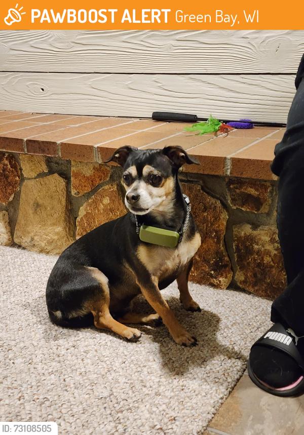 Found/Stray Male Dog last seen Edison middle school, Green Bay, WI 54302