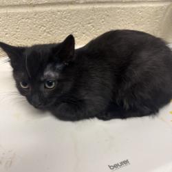 Shelter Stray Male Cat last seen , 2350 Appling City Cove, Memphis, TN 38133, USA