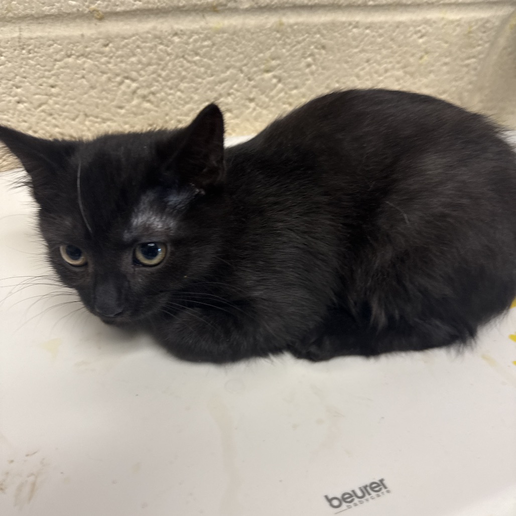 Shelter Stray Male Cat last seen , 2350 Appling City Cove, Memphis, TN 38133, USA